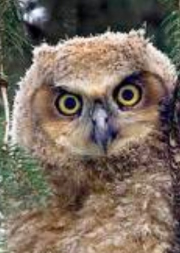 Mother Owl (voice)