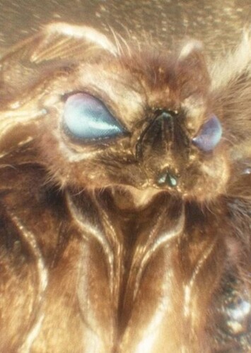 Mothra
