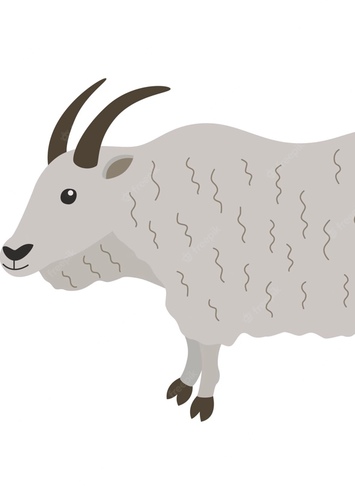 Mountain Goat
