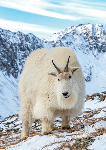 Mountain Goat