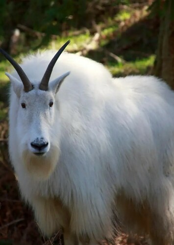Mountain Goat
