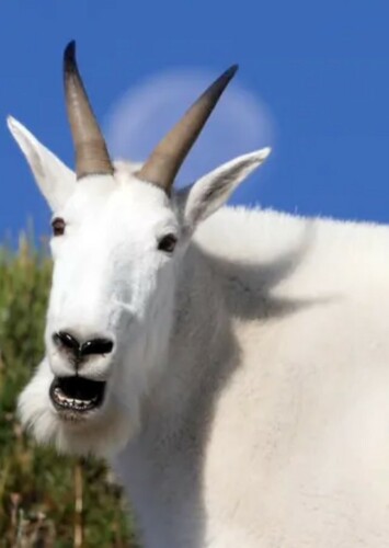 Mountain Goat