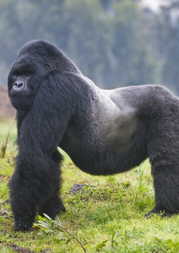 Mountain Gorilla