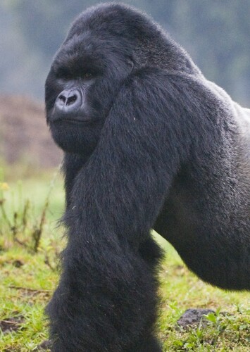 Mountain Gorilla