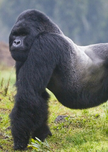 Mountain Gorilla