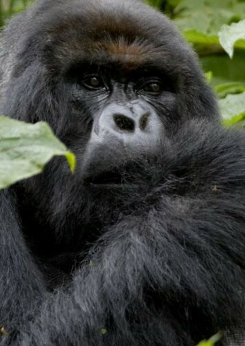 Mountain Gorilla
