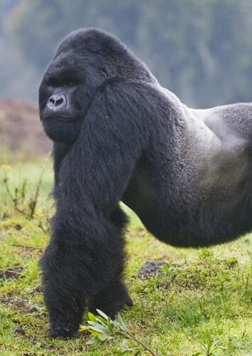 Mountain Gorilla