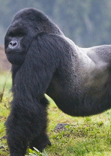 Mountain Gorilla