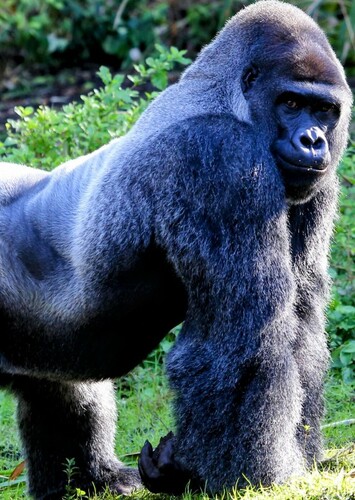 Mountain Gorilla