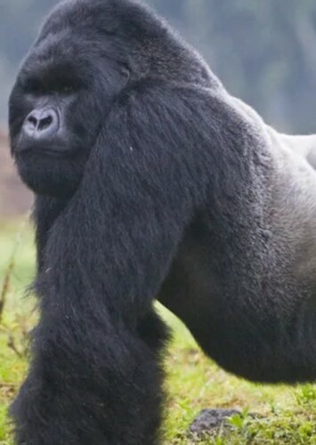 Mountain Gorilla
