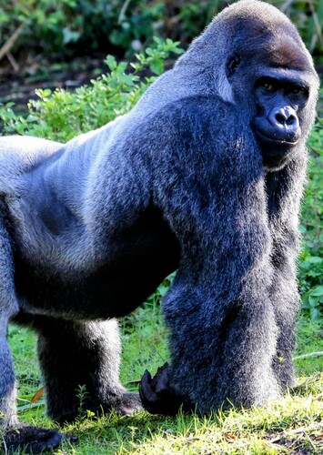 Mountain Gorilla