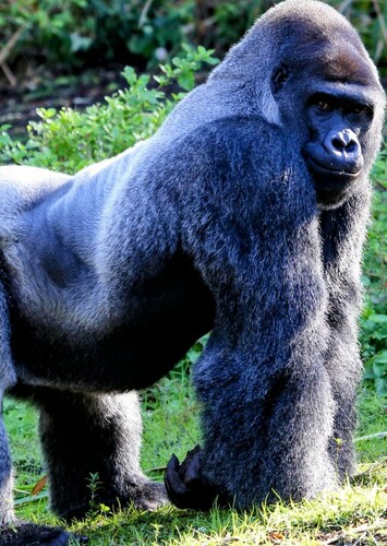 Gorilla