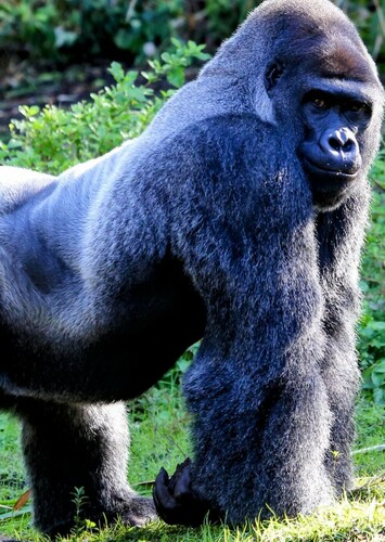 Mountain Gorilla