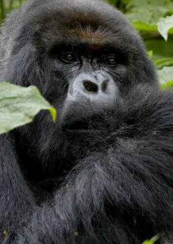 Mountain Gorilla
