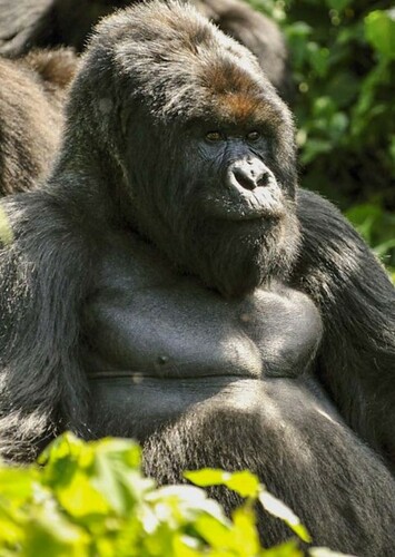 Mountain Gorilla