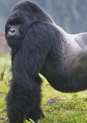 Mountain Gorilla