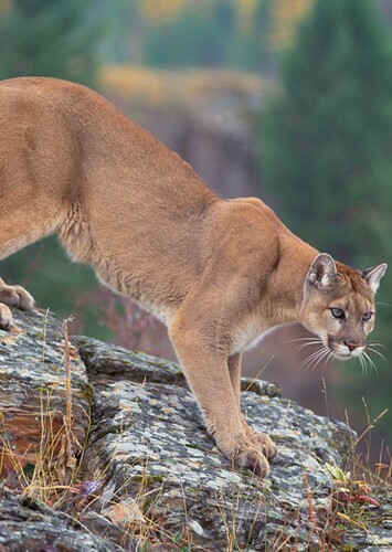 Mountain Lion