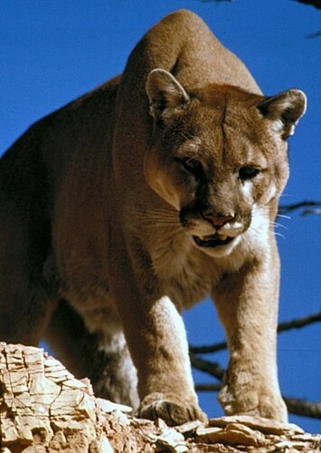Mountain Lion