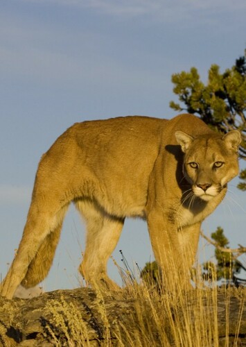 Mountain Lion
