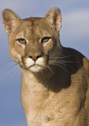 Mountain Lion