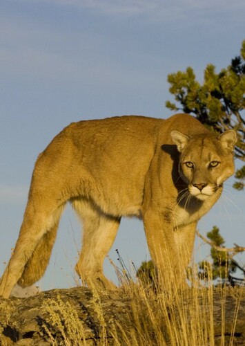 Mountain Lion