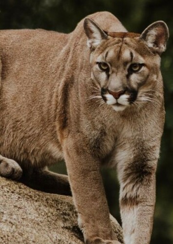 Mountain Lion