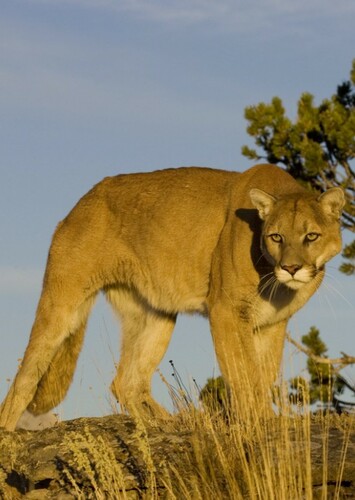 Mountain Lion