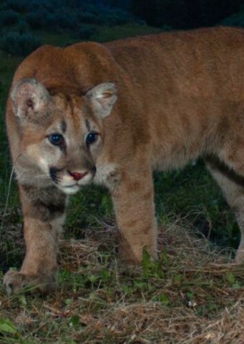 Mountain Lion