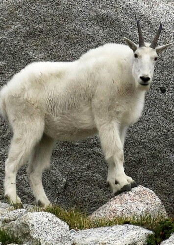 Mountian Goat