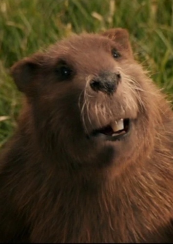 Mr. Beaver