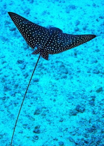 Mr. Ray