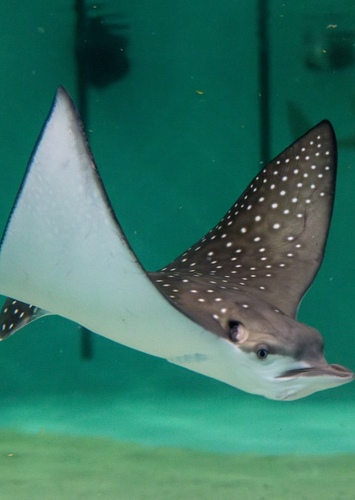 Mr. Ray