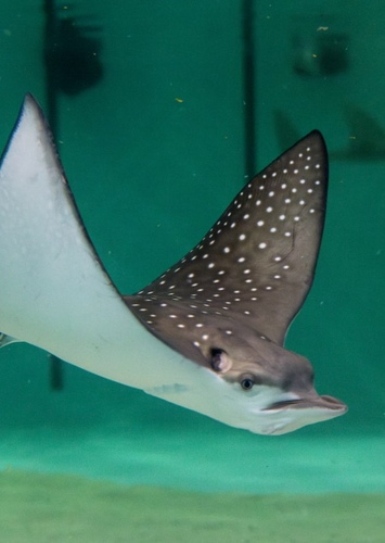 Mr. Ray