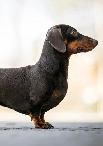 Mr. Weenie