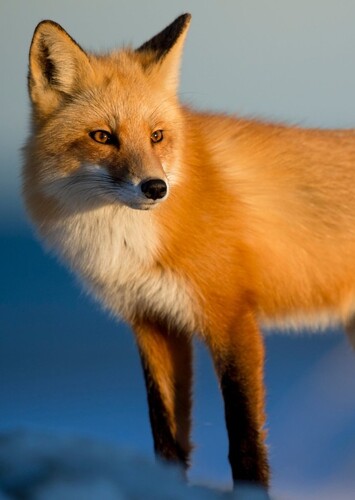 Ms. Fox