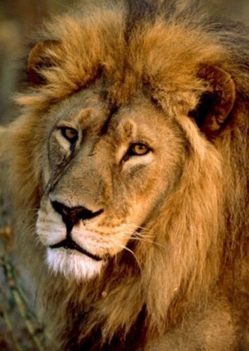 Mufasa