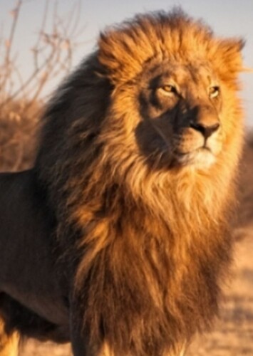 Mufasa