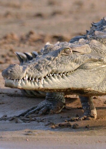 Mugger Crocodile