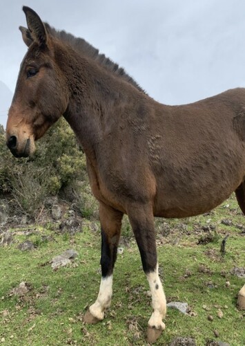 Mule