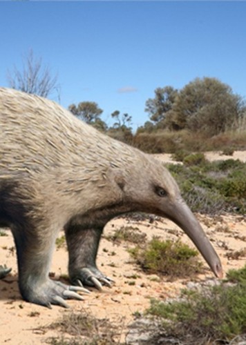 Murrayglossus