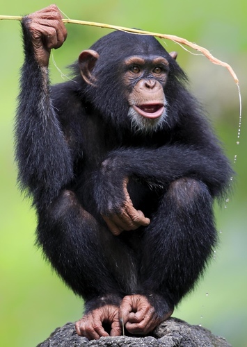 Muscles the Ape