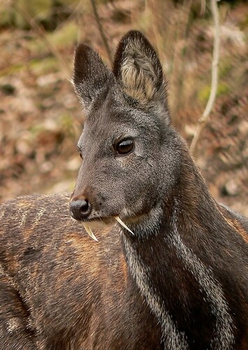 Musk Deer