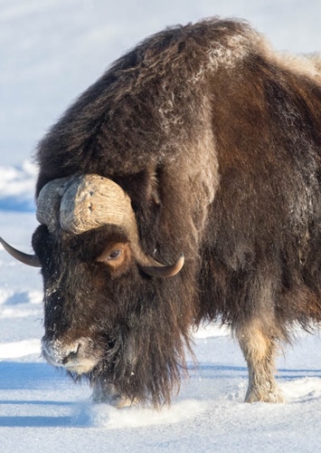 Musk Ox