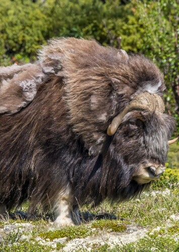 Musk Ox
