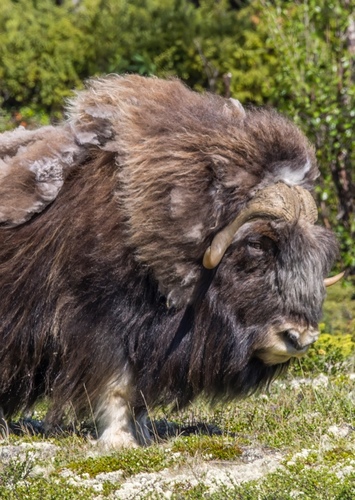 Muskox