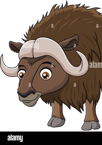 Muskox