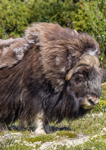 Muskox