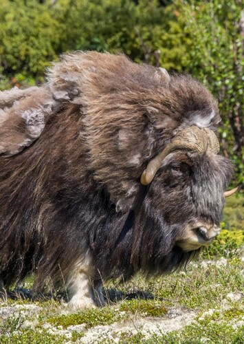 Muskox