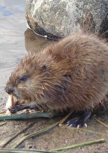 Muskrat
