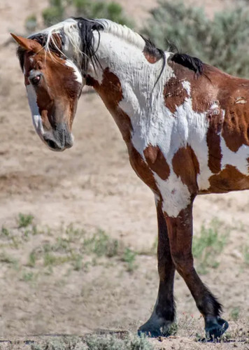 Mustang Horse